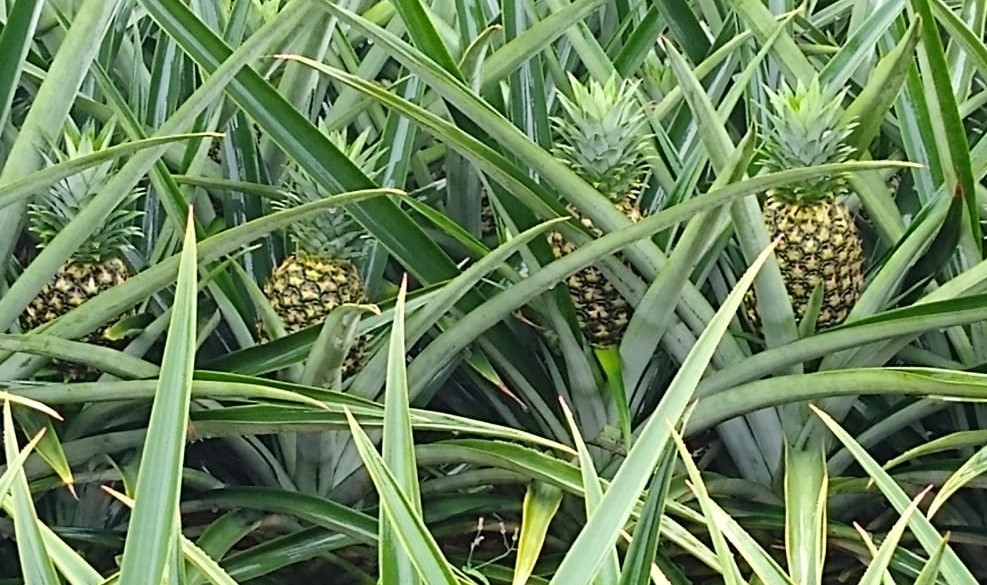 Pineapple farm Costa Rica