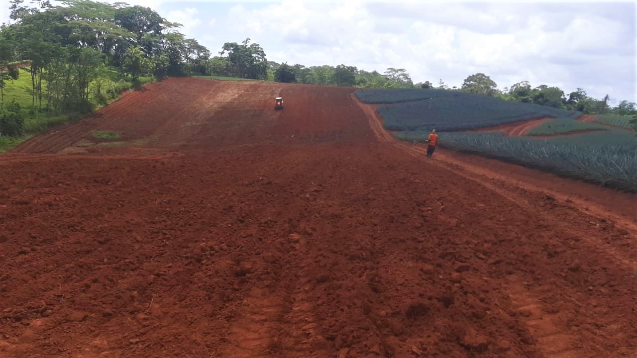 Invest Costa Rica Pineapple farm with great sales