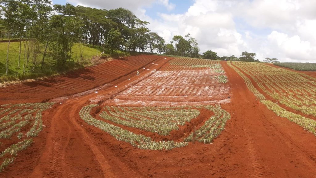 Invest Costa Rica Pineapple farm