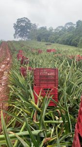 farm for sale costa rica 