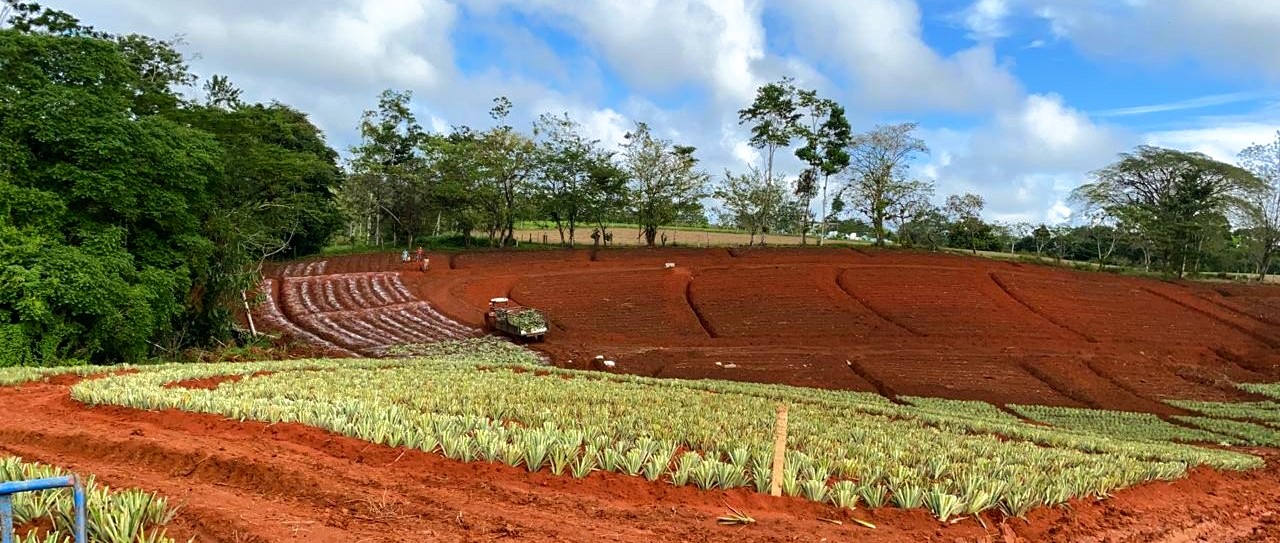 cacao-farm-for-sale-costa-rica-archives-buy-farm-costa-rica-farm-for-sale-costa-rica-low