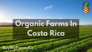 costa rica organic farms
