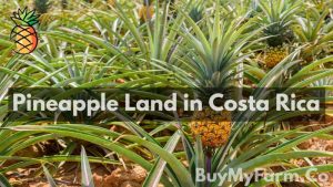 pineapple land Costa Rica