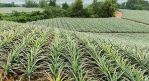 pineapple farm costa rica