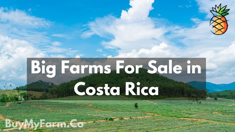 big farms for sale