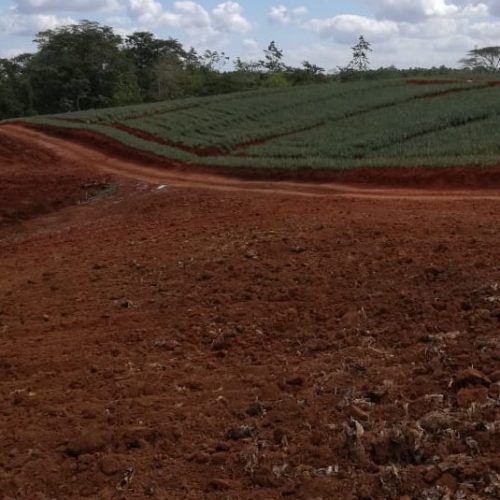 Invest Costa Rica, Pineapple farm in costa rica