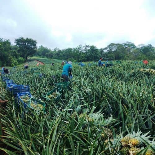 pineapple farming